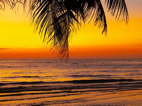 Palm Tree On Beach Beautiful Sunset Orange Color On Nature Background