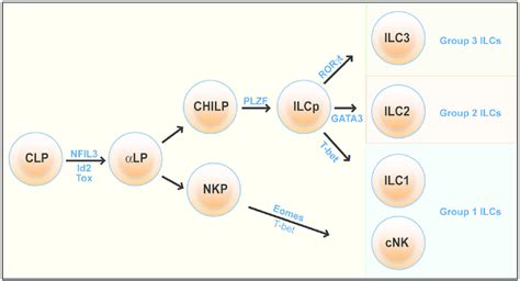 Development Of ILCs All ILCs Develop From A Common Lymphoid