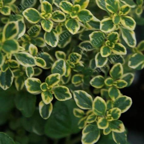 Thyme Thymus Citriodorus Golden Lemon