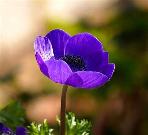 600 Free Ranunculus And Nature Images Pixabay