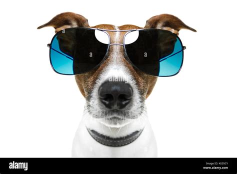 dog sunglasses funny Stock Photo - Alamy