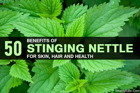 50 Benefits Of Stinging Nettle For Skin, Hair And Health