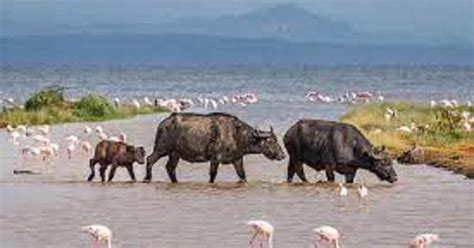 Tagestour Zum Lake Nakuru Von Nairobi Aus GetYourGuide