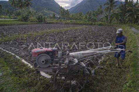 Petani Beralih Dari Tanaman Palawija Ke Padi Antara Foto