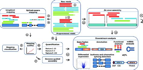 RNAseq Data Analysis 1 Raw Singleend And Pairedend Reads Obtained