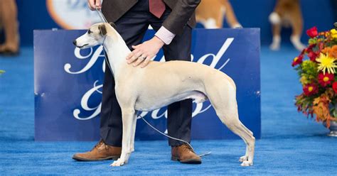 Who Won The 2018 National Dog Show