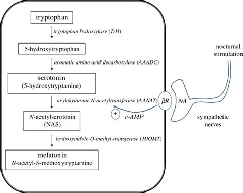 5HTP vs L-Tryptophan for Insomnia from Low Serotonin or Depression ...