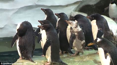 SeaWorld Orlando S Naked Penguin Gets Special Wetsuit After Feather