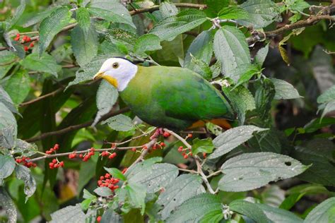 Indonesia S Lesser Sundas Tour Report Birdquest