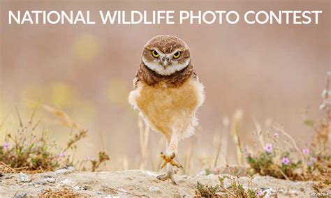 10 Wildlife Photo Contests to Enter in 2024