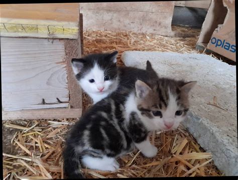 Katzenbabys S E Und Zutrauliche Katzen Suchen Ein Neues Zuhause