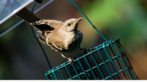 How To Attract Mockingbirds To Your Backyard Birds Tracker