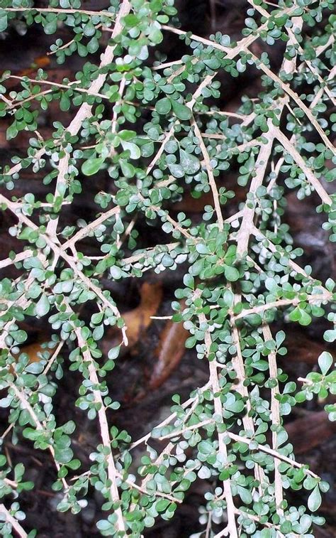 Phyllanthus Microcladus Coffs Harbour Anexo Especies De Phyllanthus