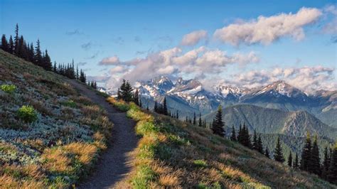 Olympic National Park – A World of Wonder | DinoAnimals.com