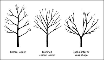 Pruning Pear Trees Diagram