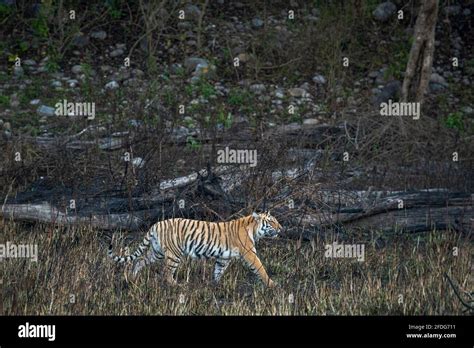 Wild Bengal Tiger On Stroll Or Prowl For Territory Marking Of Terai Region Forest At Uttarakhand