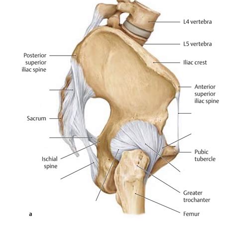 Pelvic Ligaments Diagram Quizlet