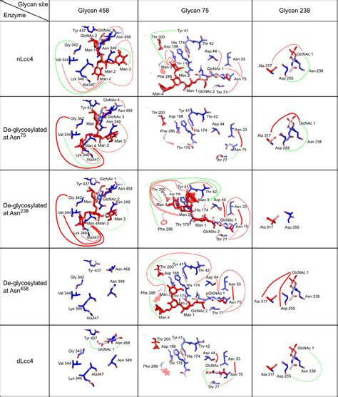 Hydrogen Bond Network Of The Three Glycans Under Different