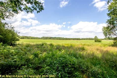 Działka leśna 42500 m² nad rzeką na sprzedaż Woźniki