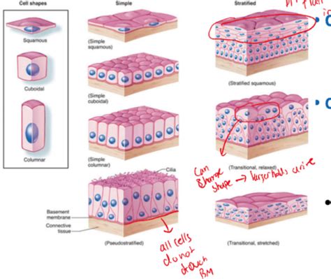 Epithelium Flashcards Quizlet