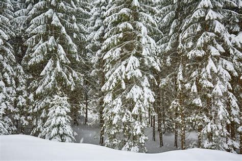 Premium Photo | Winter alpine landscape with trees covered in snow