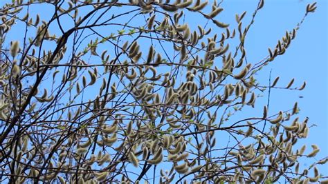 Flowering Pussy Willow Stock Footage Video Royalty Free