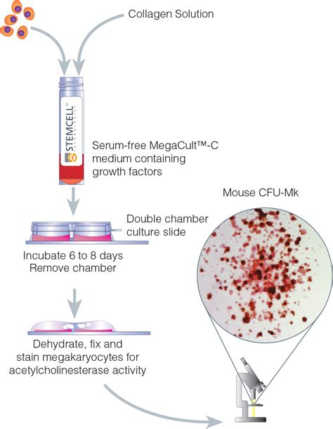 Megacult™ Colony Assays Of Megakaryocyte Progenitors Cfu Mk