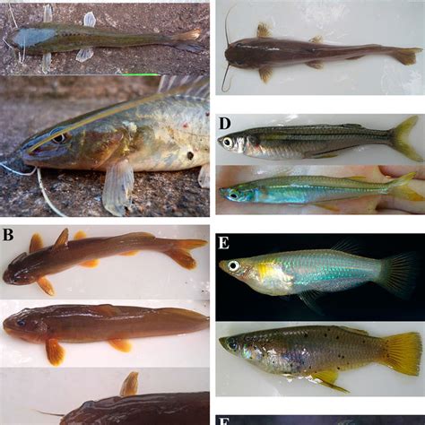 Species of the Siluriformes, Atheriniformes and Cyrpinodontiformes (in ...