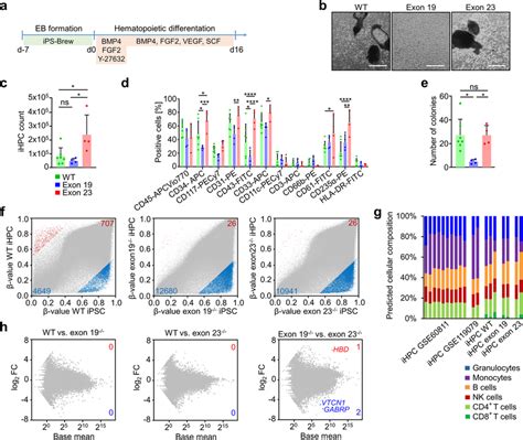 Ipsc Derived Hematopoietic Progenitor Cells A Schematic Representation