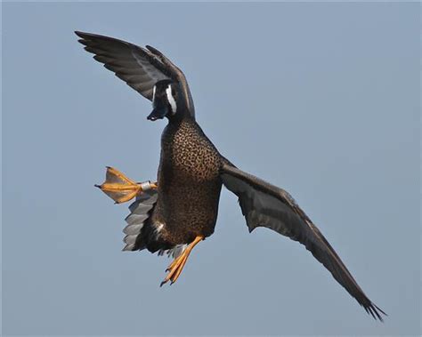 Migration Alert Better Late Than Never For Louisiana Teal Hunters