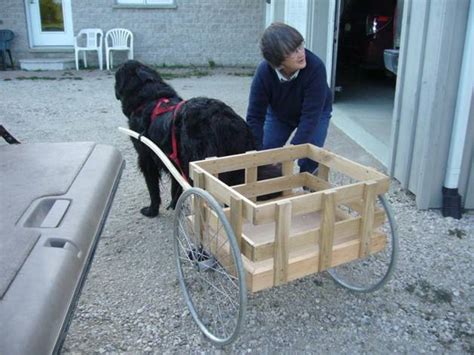 Newf Friends Adopter Update Sam Gets A Cart