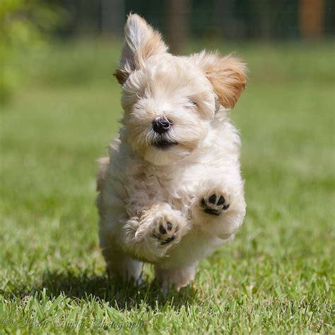 30 Cutest Pictures Of Havanese Puppies The Stuff Makes Me Happy