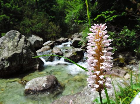 Wildflower Bloom In The High Tatras Our Wanders