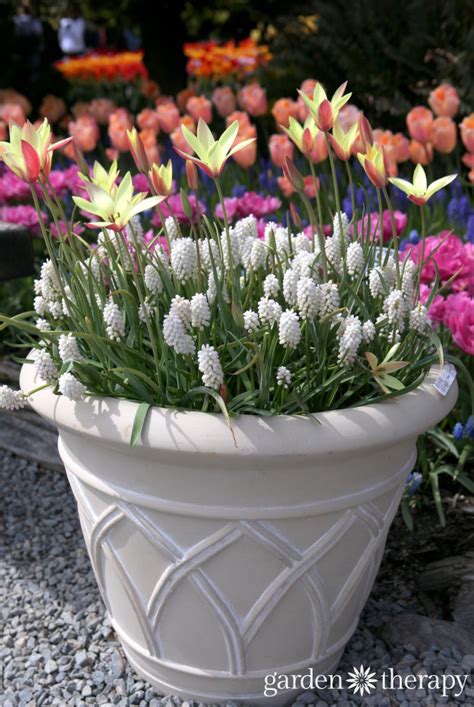 Planting Bulbs In Pots Overwinter Grow Spring Blooms This Fall