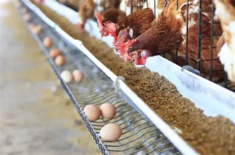 Cuándo ponen huevos las gallinas Todo lo que debes saber