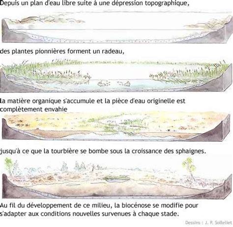 Comment se forment les tourbières Dossier