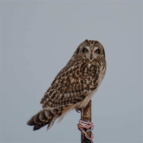 Short Ear Owl Theresa Hunt Erbstein Flickr