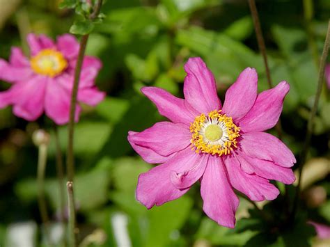 Herbstanemone Prinz Heinrich Anemone Hupehensis Prinz Heinrich