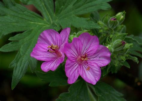 Sticky Geranium Geranium Viscosissimum Montana Outdoors