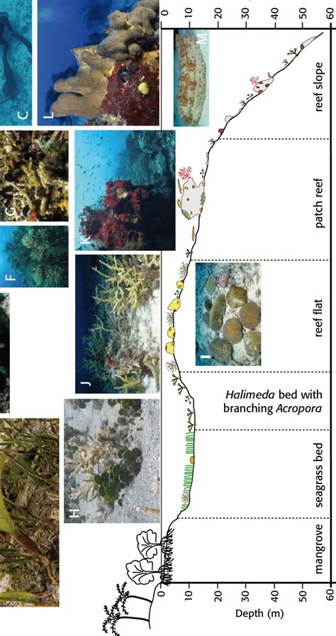 Schematic Diagram Of The Topography And Reef Communities Of A Sheltered Download Scientific