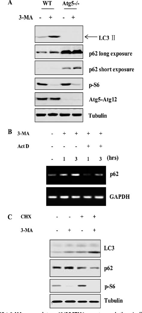 Figure From Dual Role Of Methyladenine In Modulation Of Autophagy