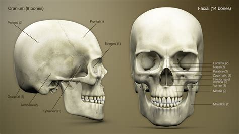 Skull - StoryMD