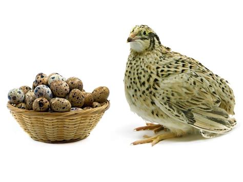 Quail Eggs suppliers