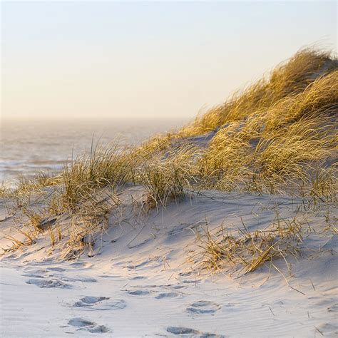 Sunkissed Beach Grass Fragrance Oil Special Order Crafter S Choice