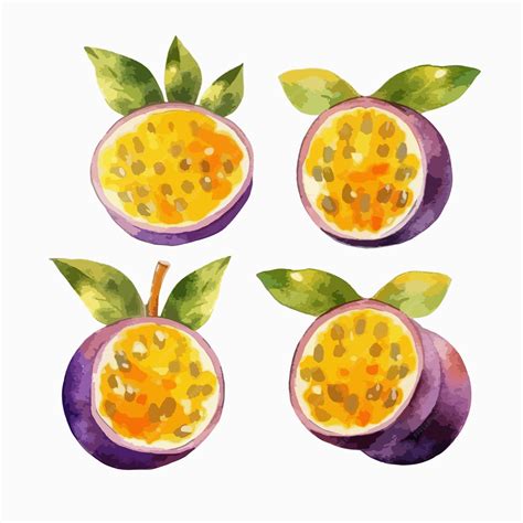 Premium Vector Lively Passionfruit Illustration In Watercolor