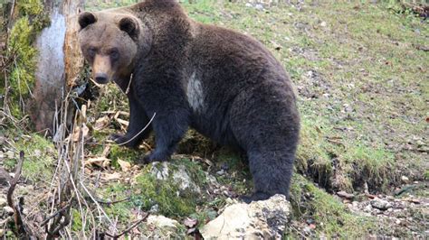 Les Tirs Deffarouchement Des Ours De Nouveau Autoris S Par Le