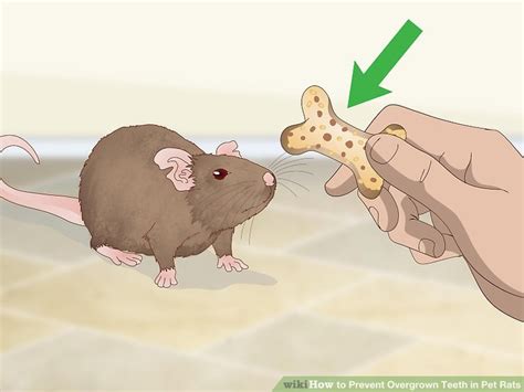 3 Ways To Prevent Overgrown Teeth In Pet Rats Wikihow