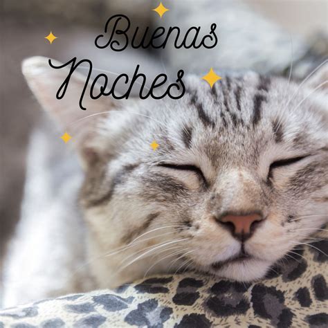 Buenas Noches Gatos Fotos De Gatitos Tiernos Para Whatsapp