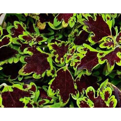 Coleus Inky Fingers