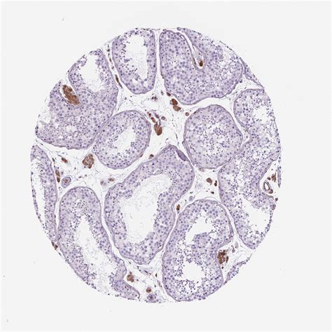 Tissue Expression Of Apoe Staining In Testis The Human Protein Atlas